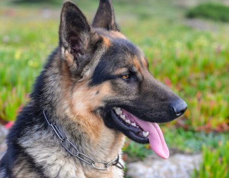 A closeup of a German Shepherd surrounded by greenery under the sunlight with a blurry background