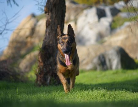 A closeup portrait of a cute german shepherd dog running on the grass