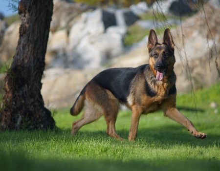 A closeup portrait of a cute german shepherd dog running on the grass